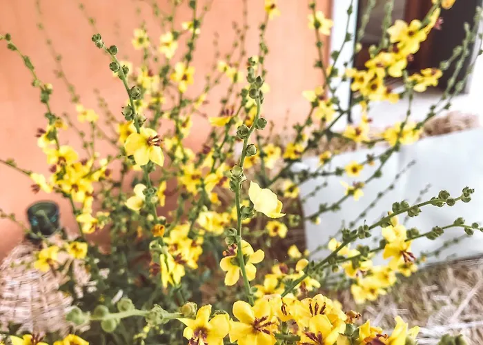 팜스테이 La Sorgente 카메라노