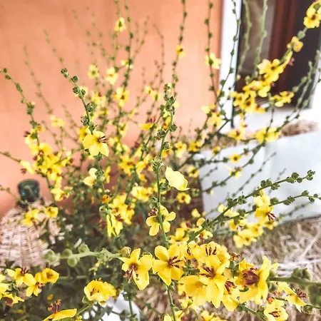 Farma La Sorgente Camerano