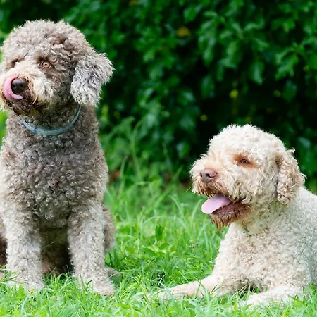 La Sorgente Camerano